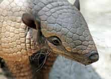 ムツオビアルマジロ